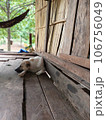 Dog Sleep in Front of Cottage Agriculture Farm 106756049