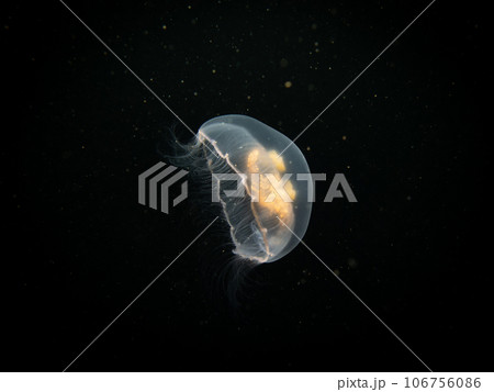 A Moon jellyfish or Aurelia aurita with black seawater background. Picture from, Malmo Sweden. A Moon jellyfish or Aurelia aurita with black seawater background. Picture from, Malmo Sweden. 106756086