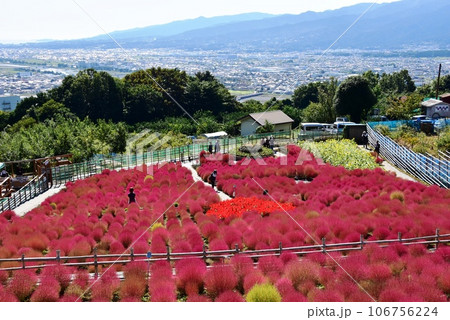 松田町 まつだコキアの里(西平畑公園)のコキアと眺望 松田町 まつだコキアの里(西平畑公園)のコキアと眺望 106756224