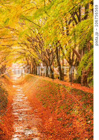 （山梨県）河口湖もみじ回廊の紅葉 106756569