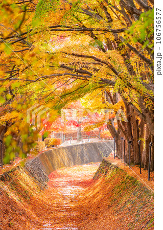 (山梨県)河口湖もみじ回廊の紅葉 (山梨県)河口湖もみじ回廊の紅葉 106756577