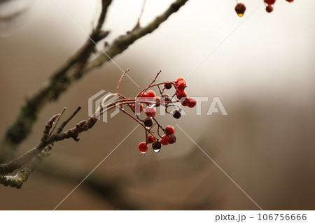 冬のナナカマドの実 冬のナナカマドの実 106756666