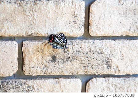 アゲハ蝶（アカボシゴマダラ） 106757039
