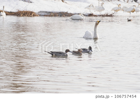北海道の春に訪れるオナガガモ 106757454
