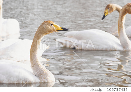 水草の色素に染まった北海道の春に訪れるハクチョウ 106757455