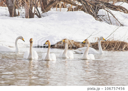 北海道の春に訪れるハクチョウの群れ 106757456