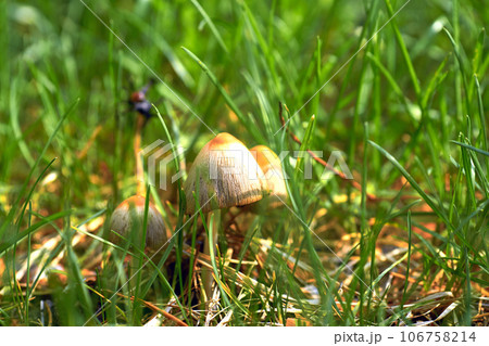 Ginger mushroom among green grass on a sunny summer warm day Ginger mushroom among green grass on a sunny summer warm day 106758214