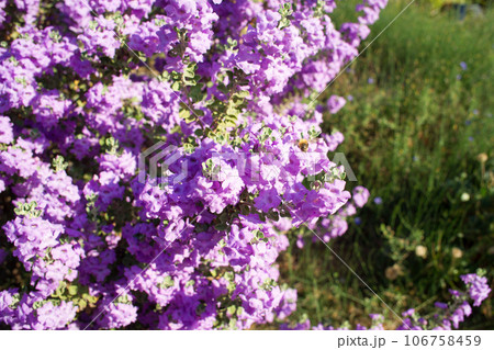 Langman's sage (Leucophyllum langmanae) in bloom in a garden on the French Riviera in August.  106758459