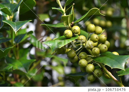 ヒイラギモチ（柊黐）の若い実 106758476