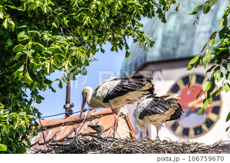European white Stork, Ciconia ciconia with small babies on the nest in Oettingen, Swabia, Bavaria, Germany, Europe 106759670