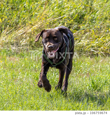 Labrador retriever, Canis lupus familiaris on a grass field. Healthy chocolate brown labrador retriever 106759674