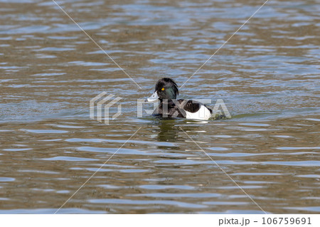 The tufted duck, Aythya fuligula, a diving duck swimming on a Lake at Munich The tufted duck, Aythya fuligula, a diving duck swimming on a Lake at Munich 106759691