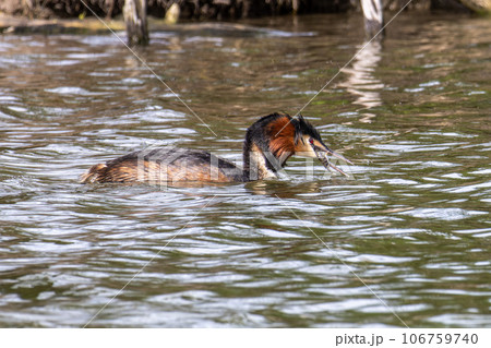 Great Crested Grebe, Podiceps cristatus has caught a fish. Great Crested Grebe, Podiceps cristatus has caught a fish. 106759740