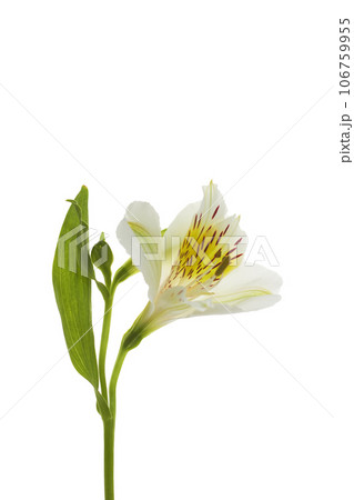 One white yellow flower plant alstroemeria isolate on white background macro close-up One white yellow flower plant alstroemeria isolate on white background macro close-up 106759955