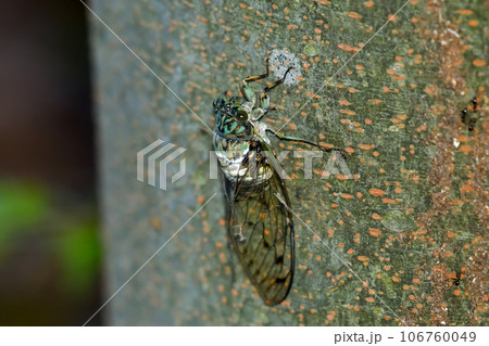 ミンミンゼミ 106760049