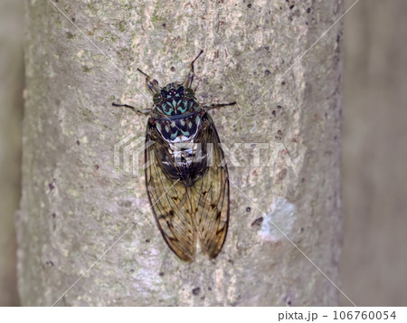 ミンミンゼミ 106760054