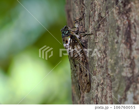 ミンミンゼミ 106760055