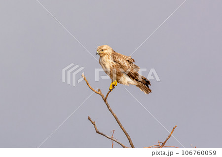 枝に止まるノスリ 106760059