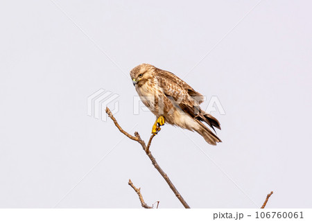 枝に止まるノスリ 106760061