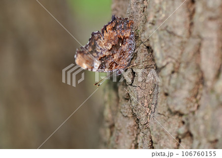 ルリタテハ 106760155