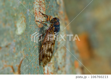 アブラゼミ 106760213