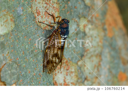 アブラゼミ アブラゼミ 106760214