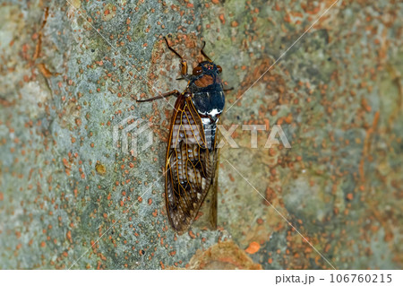 アブラゼミ 106760215