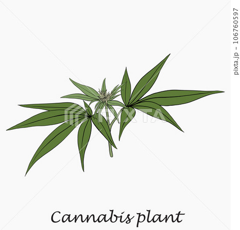 Simplicity cannabis plant freehand drawing flat design. Simplicity cannabis plant freehand drawing flat design. 106760597
