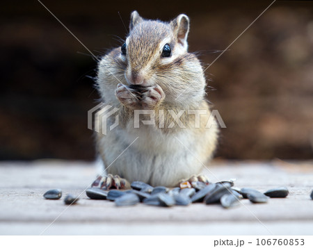 A chipmunk is eating sunflower seeds. Close-up A chipmunk is eating sunflower seeds. Close-up 106760853