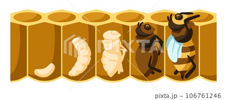Cartoon bee life cycle. Development process from bee egg, larvae, pupation stage to emerging bee vector illustration 106761246