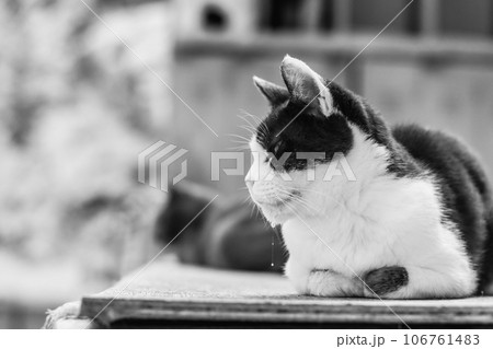 よだれを垂らしながら左を向く座った猫 106761483
