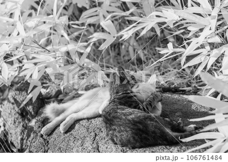笹に囲まれて抱き合う猫二匹 106761484