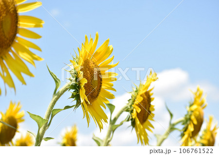 青空の下並んで咲いたひまわり 青空の下並んで咲いたひまわり 106761522