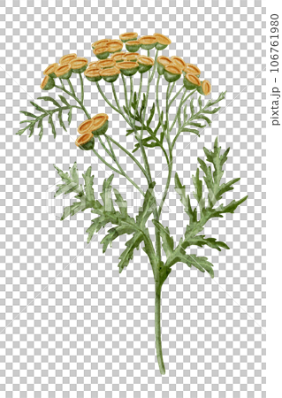 Yellow Tansy Flower. Watercolor botanical illustration of bouquet on isolated background. Hand drawn clip art of Immortelle. Drawing of medicinal herb with green leaves. Floral sketch of wildflower. Yellow Tansy Flower. Watercolor botanical illustration of bouquet on isolated background. Hand drawn clip art of Immortelle. Drawing of medicinal herb with green leaves. Floral sketch of wildflower. 106761980