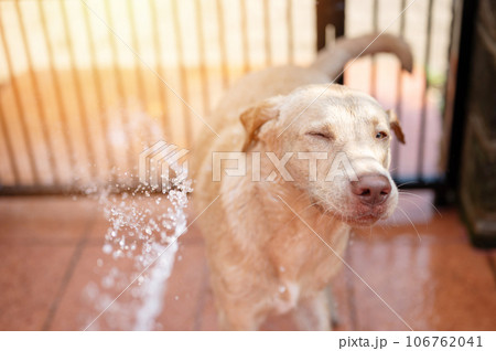 Labrador dog close his eyes Labrador dog close his eyes 106762041