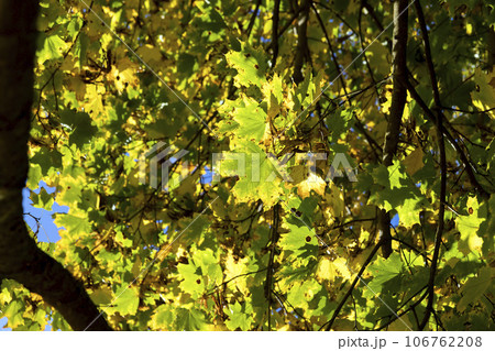 Yellowing maple foliage in the autumn season 106762208