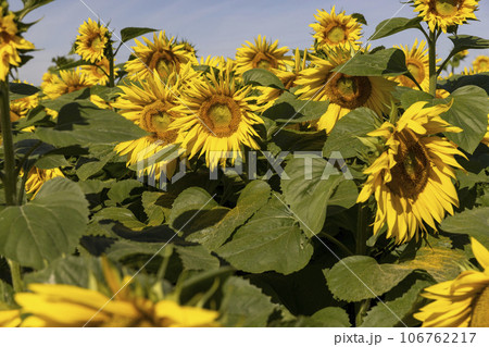 Sunflower field with flowers and bees 106762217