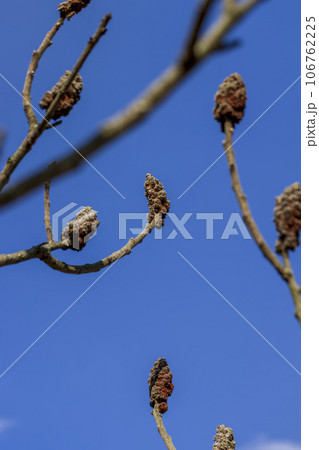 sumac tree branches in the spring season 106762225