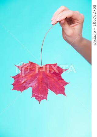 Skincare. Hand with maple leaf as symbol red dry capillary skin. Skincare. Hand with maple leaf as symbol red dry capillary skin. 106762708