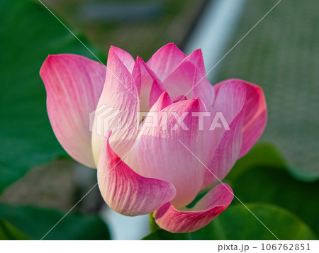 The image presents a close-up of a pink lotus flower in full bloom. The petals, soft pink with a white base. The image presents a close-up of a pink lotus flower in full bloom. The petals, soft pink with a white base. 106762851