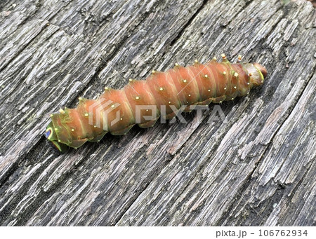 オオミズアオの蛹化前の幼虫 オオミズアオの蛹化前の幼虫 106762934