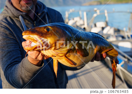 Fisherman with big cod fish. Norwegian fisherman has caught large Cod in Norwegian Fjord islands 106763485