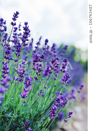 Lavender Field in Sunny Day. A Blissful Expanse of Fragrant Purple Blossoms Amidst Radiant Sunshine 106763487