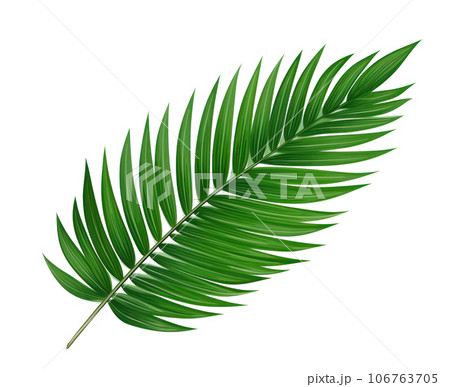 Green palm leaf isolated 106763705