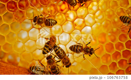 Bees Walking on Honeycomb and Carrying Honey. Macro shot of Domesticated Insect, Beekeeper and Farmers Life. Bees Walking on Honeycomb and Carrying Honey. Macro shot of Domesticated Insect, Beekeeper and Farmers Life. 106763758