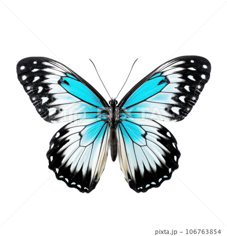 Beautiful butterfly isolated 106763854