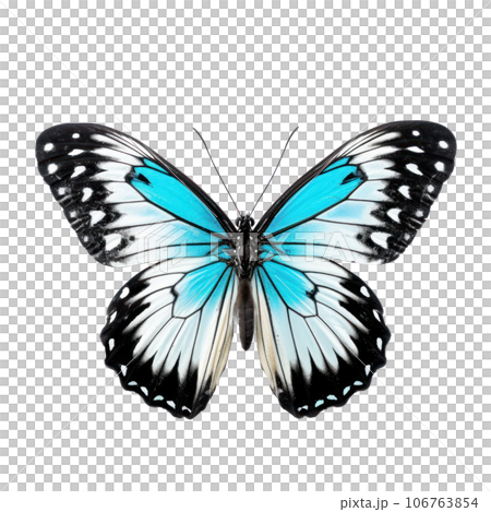 Beautiful butterfly isolated 106763854