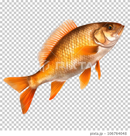 Colorful fish isolated Colorful fish isolated 106764048