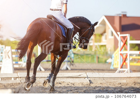 Young rider woman riding horse warming up before showjumping competition 106764073