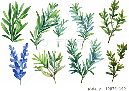 Set of rosemary sprigs in watercolor style. Generative AI 106764169